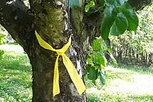 Mit dem gelben Band markierte Bäume dürfen abgeerntet werden